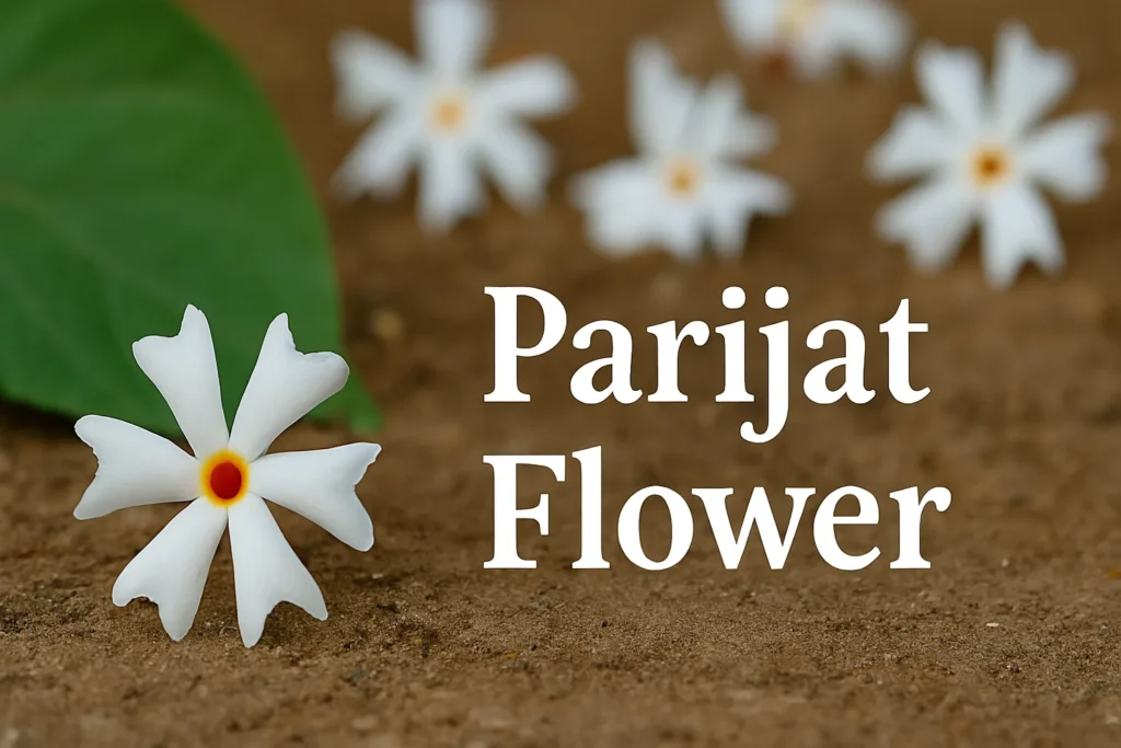 How to Grow Parijat Flower Plant