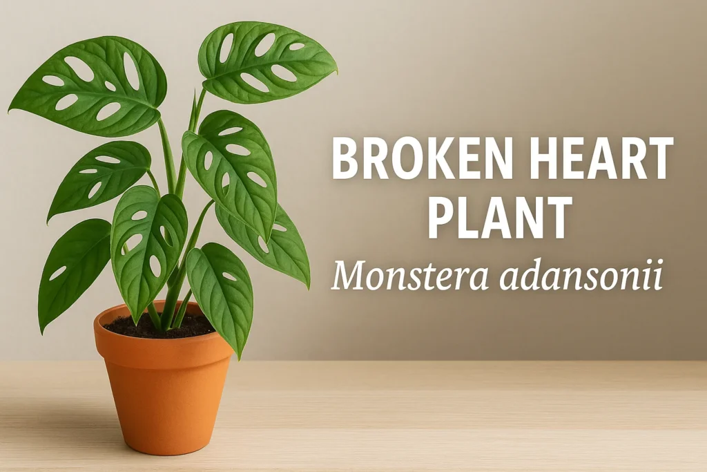 Broken Heart Plant or Monstera Adansonii