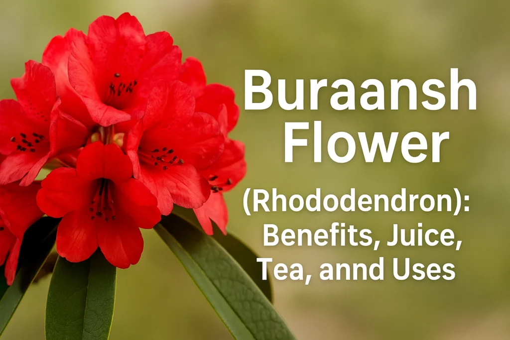 Buraansh Flower (Rhododendron)