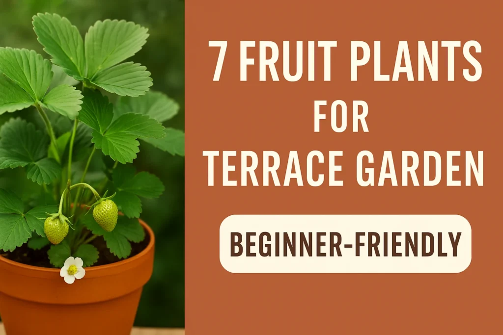 Fruit Plants for Terrace Garden