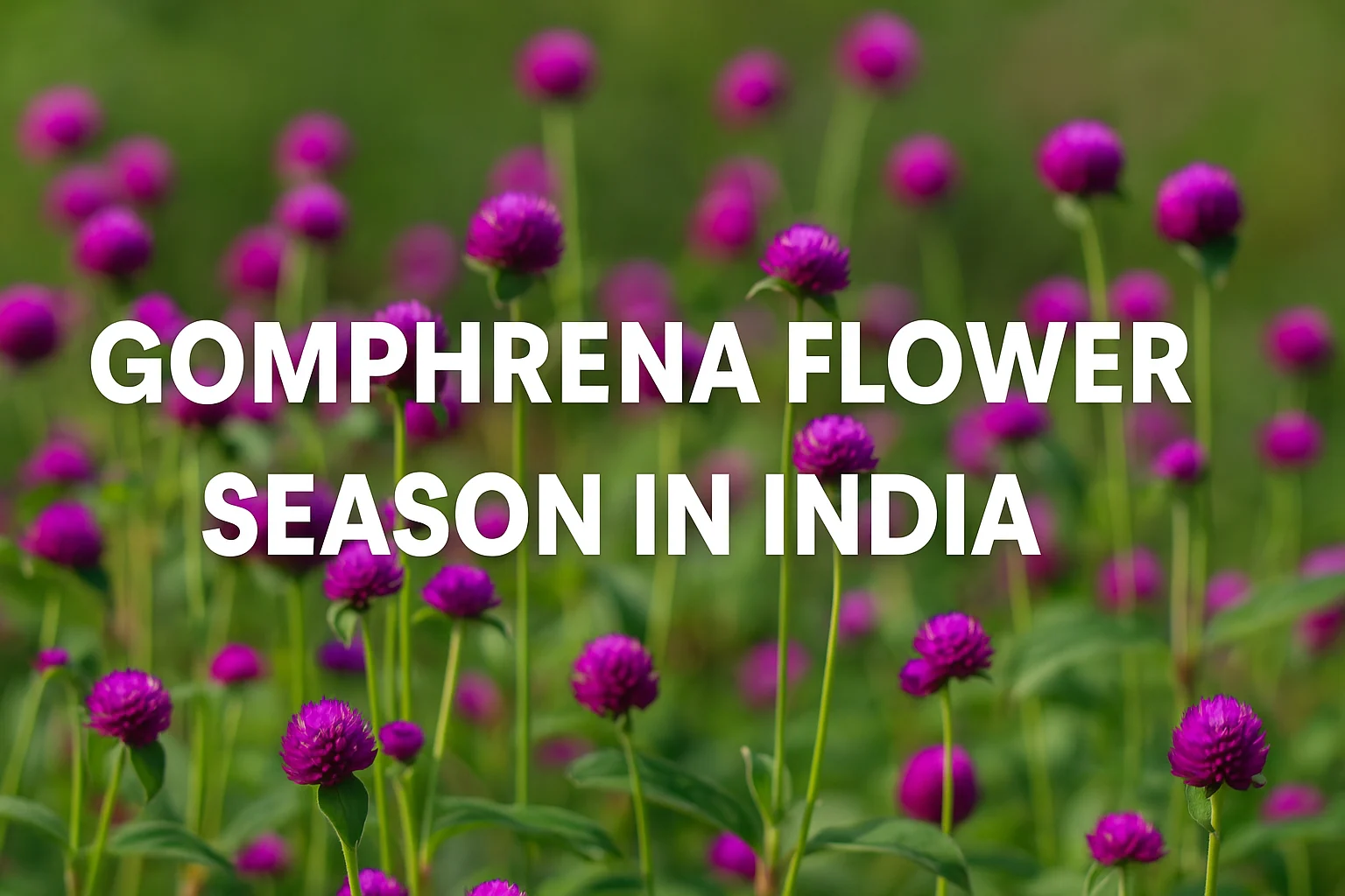 Gomphrena Flower