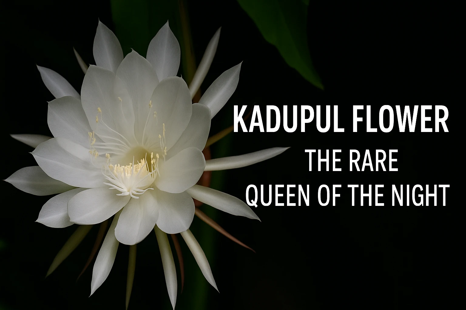 How to Grow Kadupul Flower