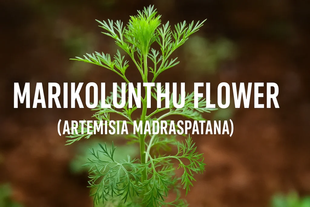How to Grow Marikolunthu Flower at Home