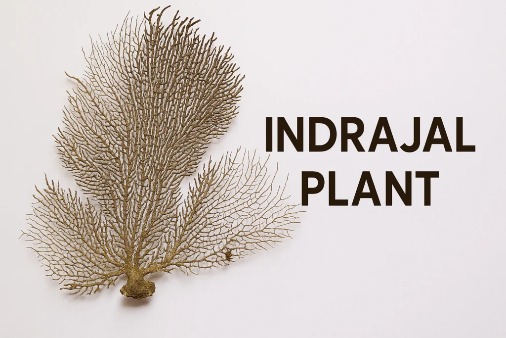 Indrajal Plant (Indrajal Vanaspati)