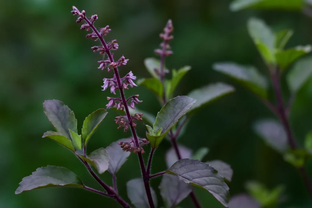 Krishna Tulsi Plant Care