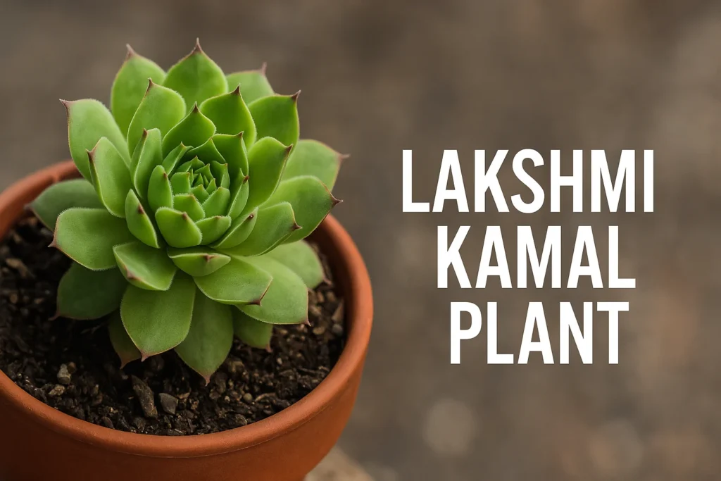 Lakshmi Plant(Lakshmi Kamal Plant)
