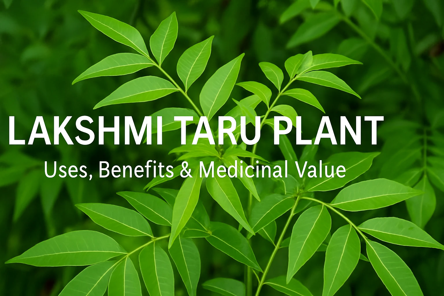 Lakshmi Taru Plant