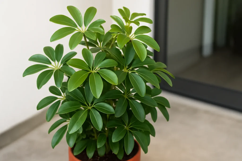 Saplera Plant Care