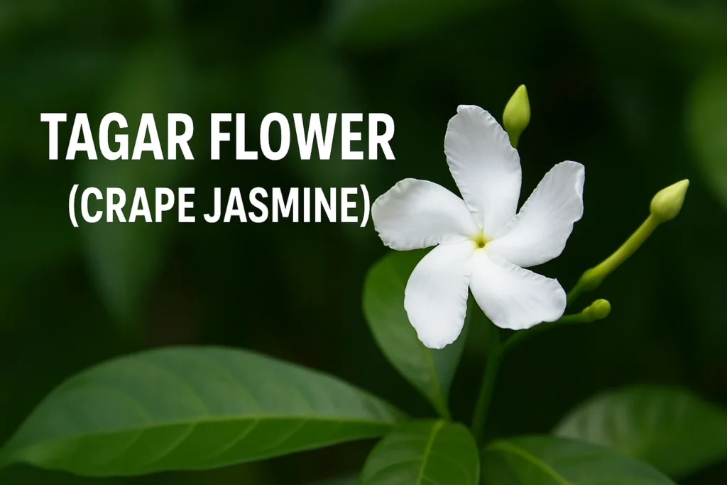 Tagar Flower(Crape Jasmine)