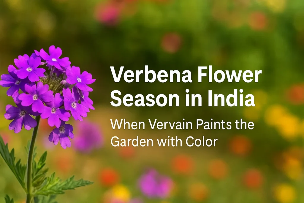 Verbena Flower Season in India