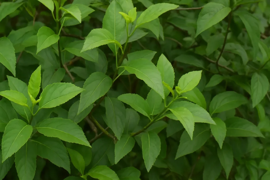 Agnimantha Plant (Premna Serratifolia)