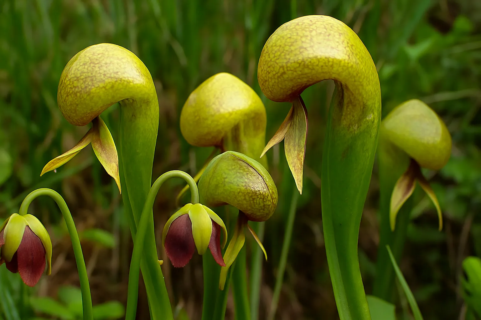 Cobra Lily (Darlingtonia Californica)