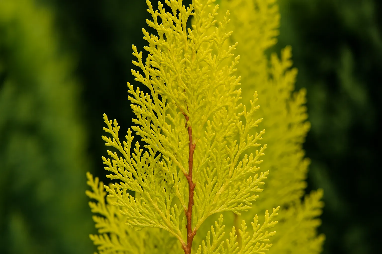 Golden Cypress Plant (Lemon Cypress)
