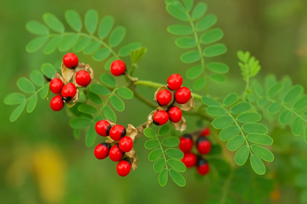 How to Grow Gunja Plant