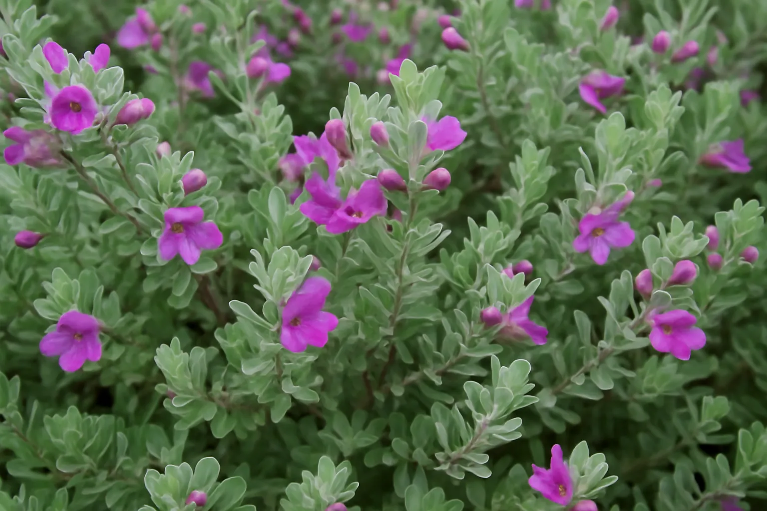 Nikodia Plant (Leucophyllum)