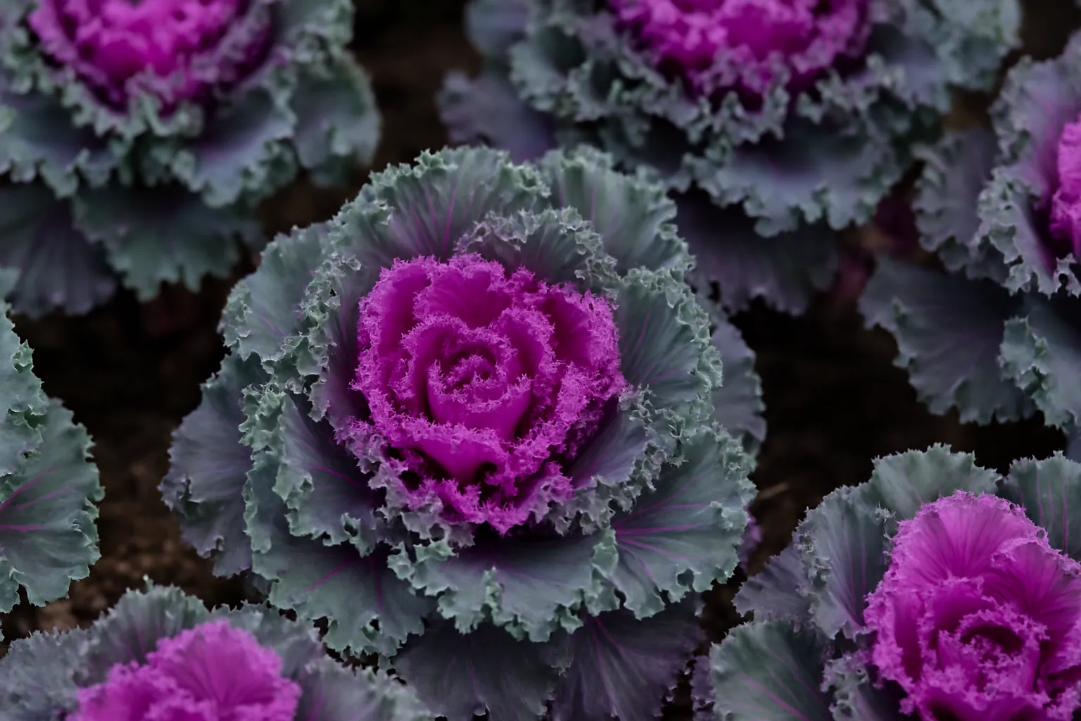Ornamental Kale Plants (Purple Kale)