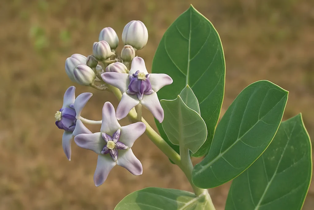 Rui Plant (Arka Plant)