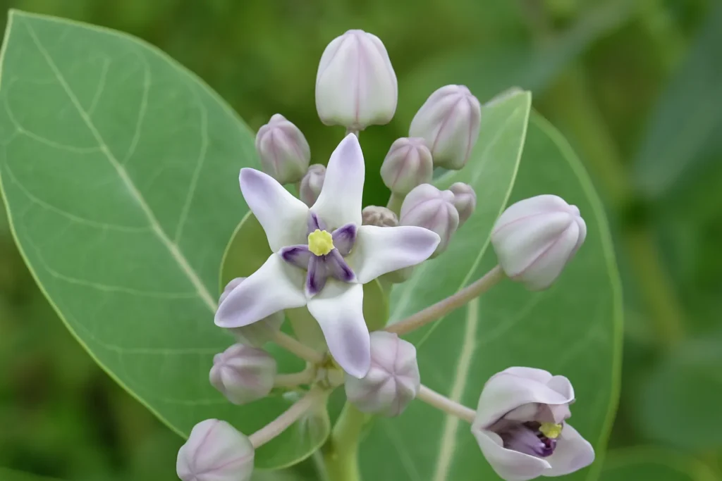 Rui Plant Benefits