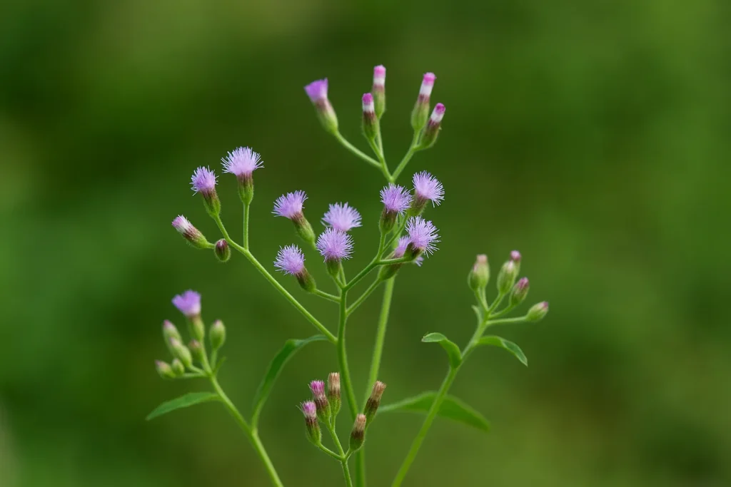 Sahadevi Plant (Vernonia Cinerea)