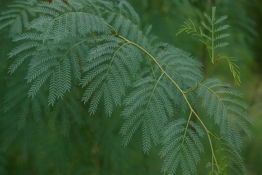 Shami Plant