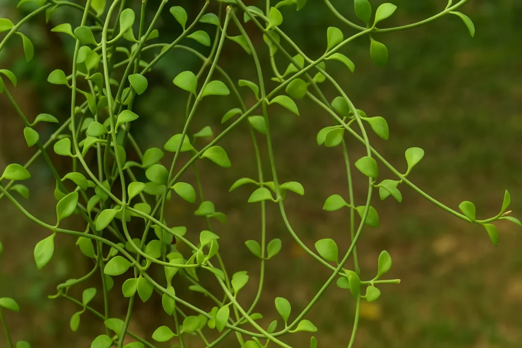 Tangled Heart Plant Propagation
