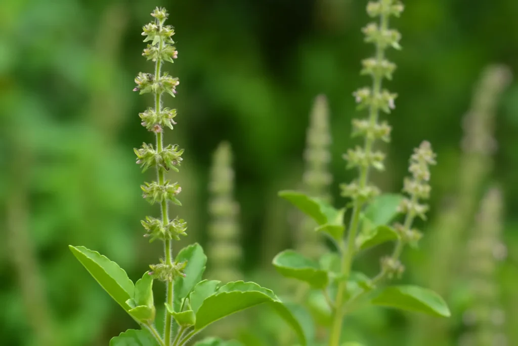 Vana Tulsi Benefits
