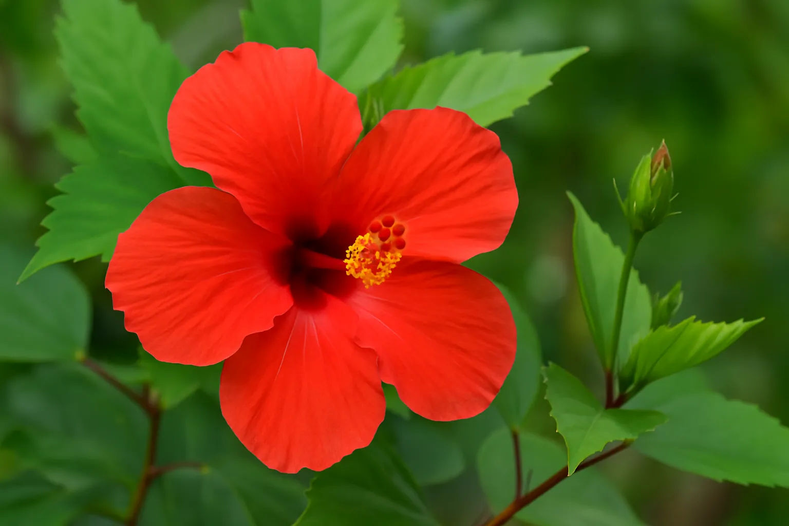 Hibiscus Flower