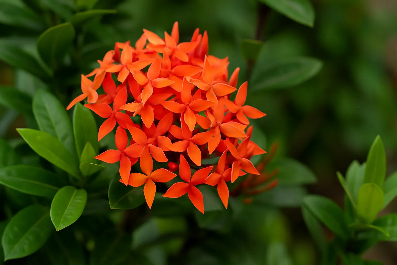 Ixora Plant (Jungle Geranium)