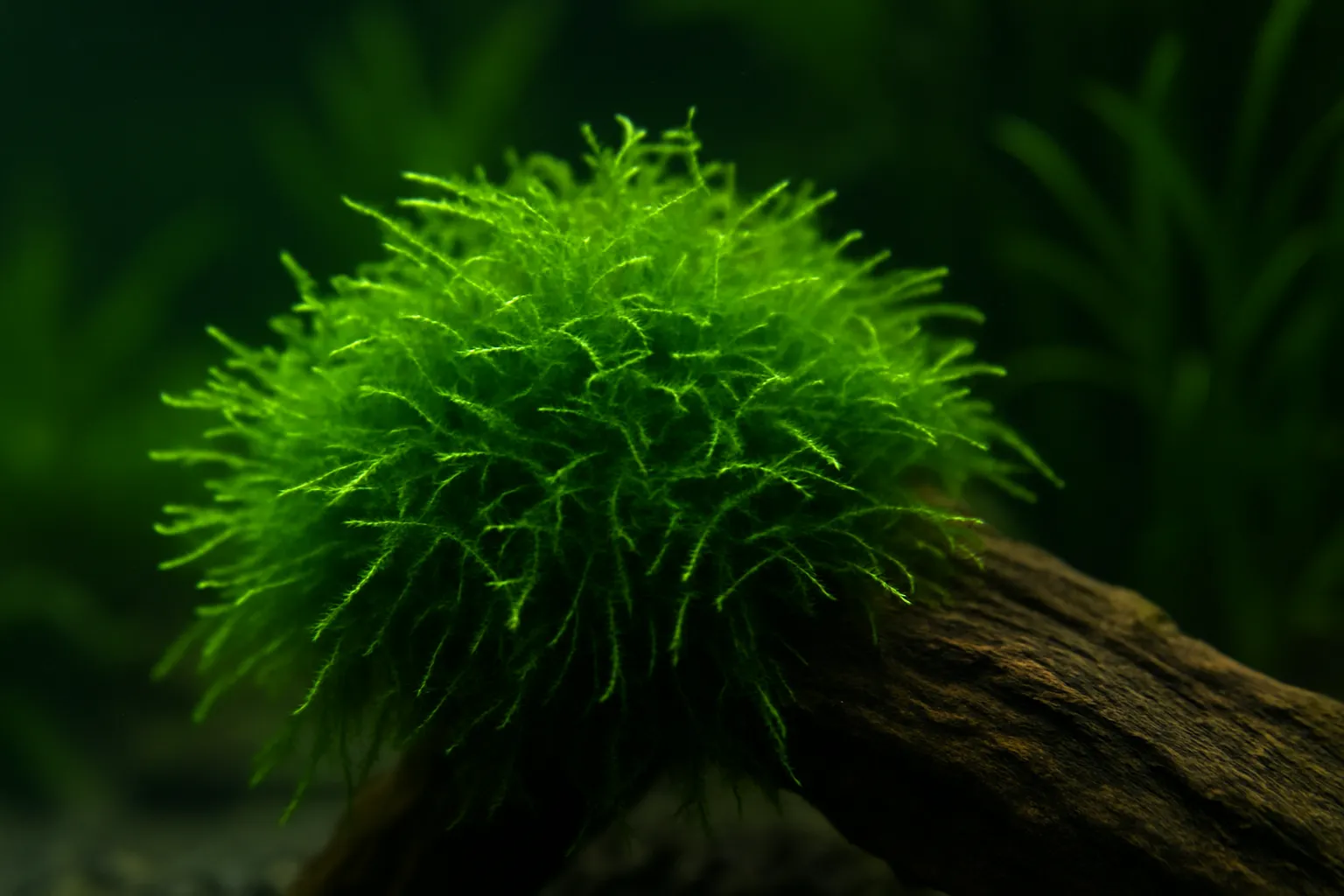 Java Moss