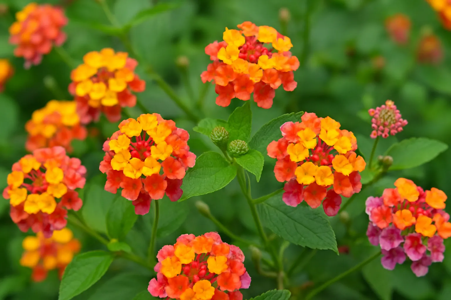 Lantana Camara Flower