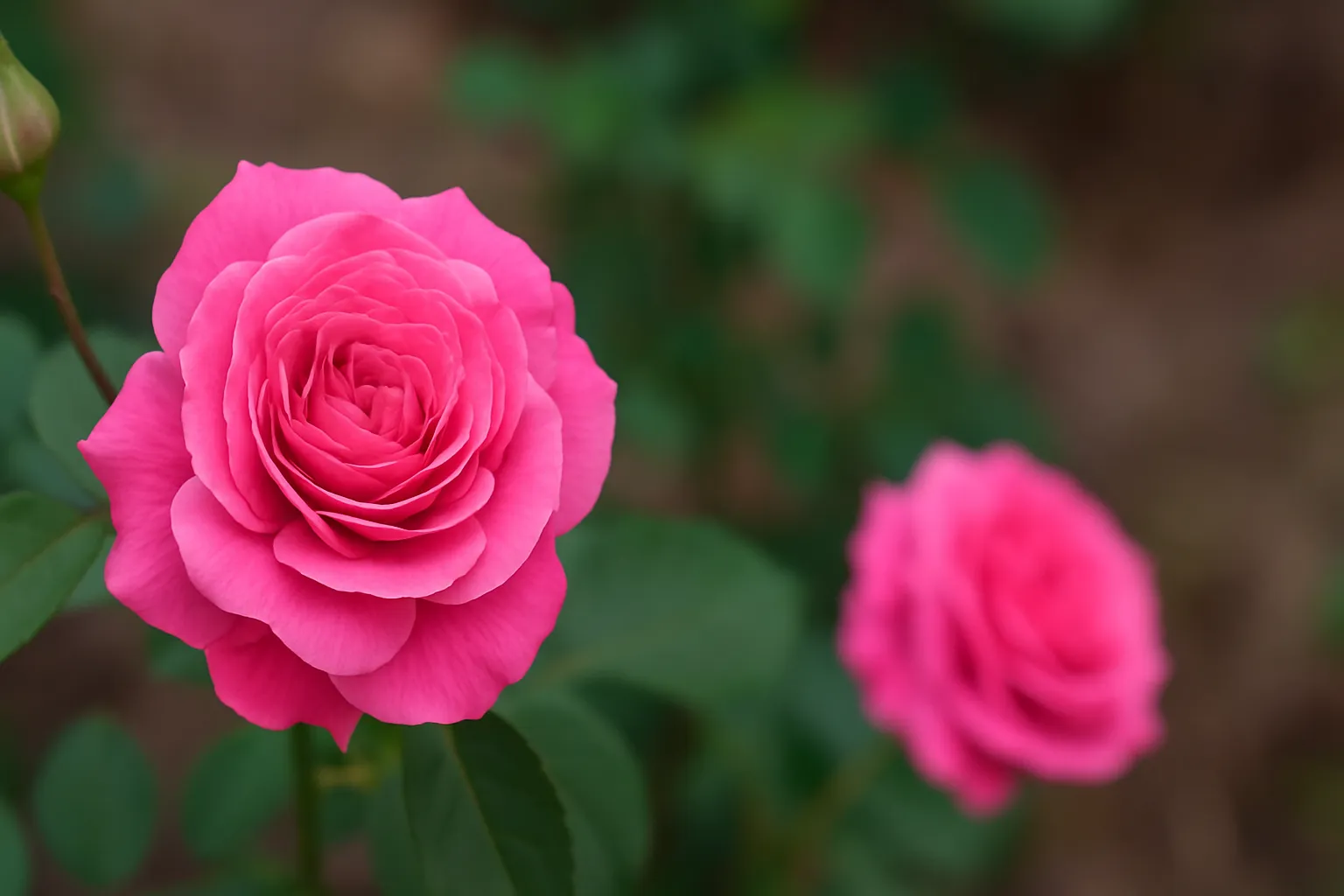 Paneer Rose Plant