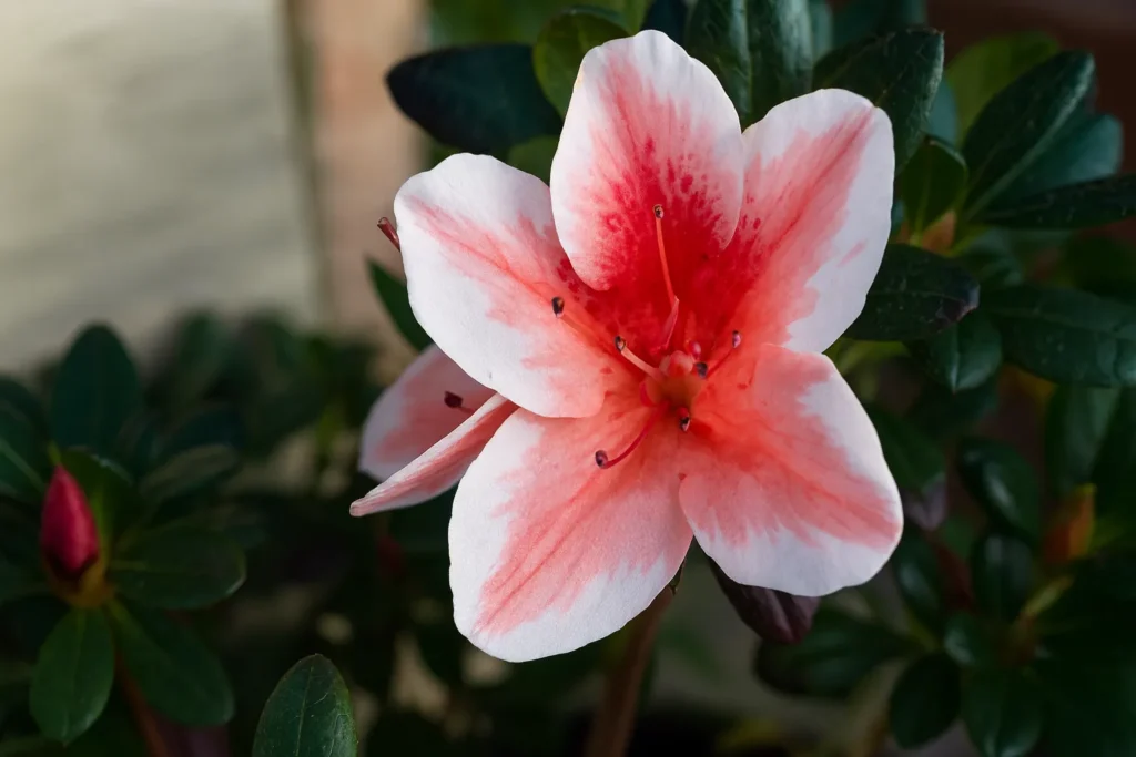 Azalea Flower Plant