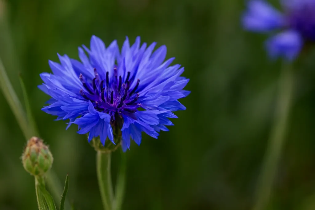 Bachelor Button Plant
