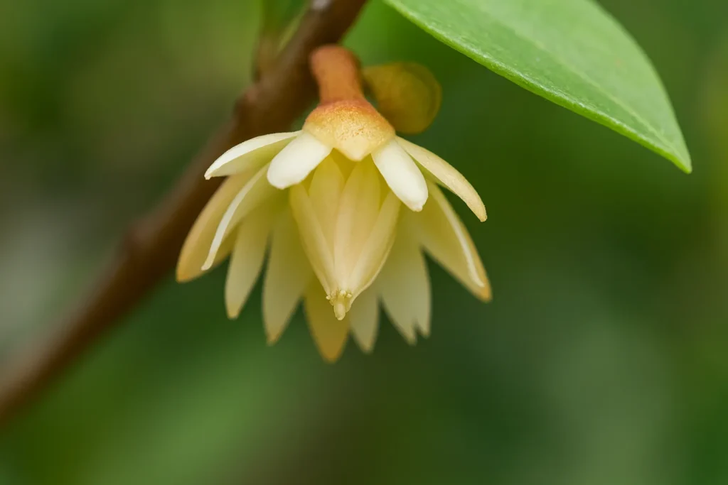 Bakul Flower