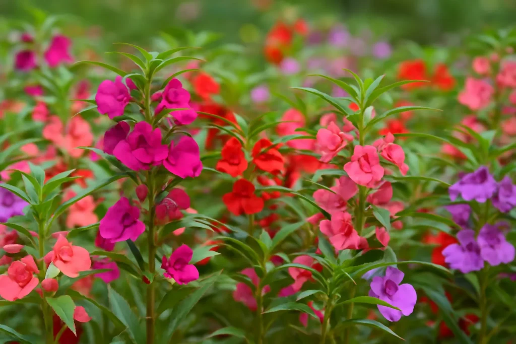 Balsam Flower