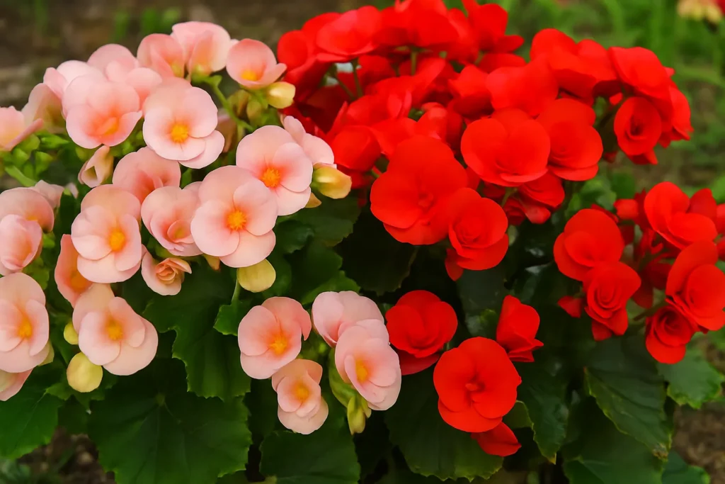 Begonia Flower