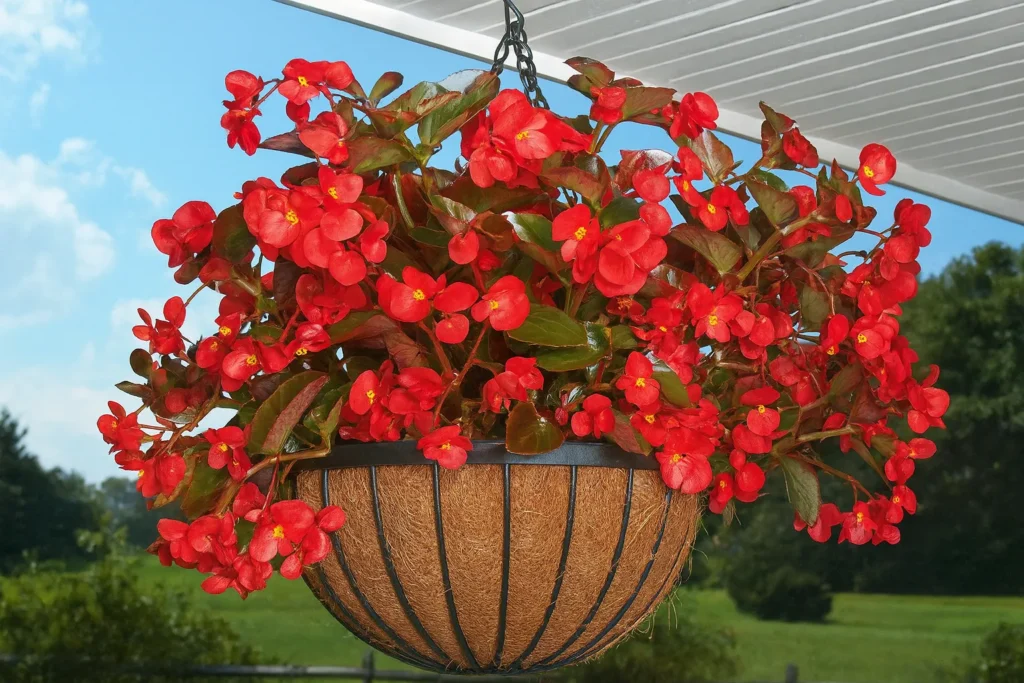 Begonia Scientific Name
