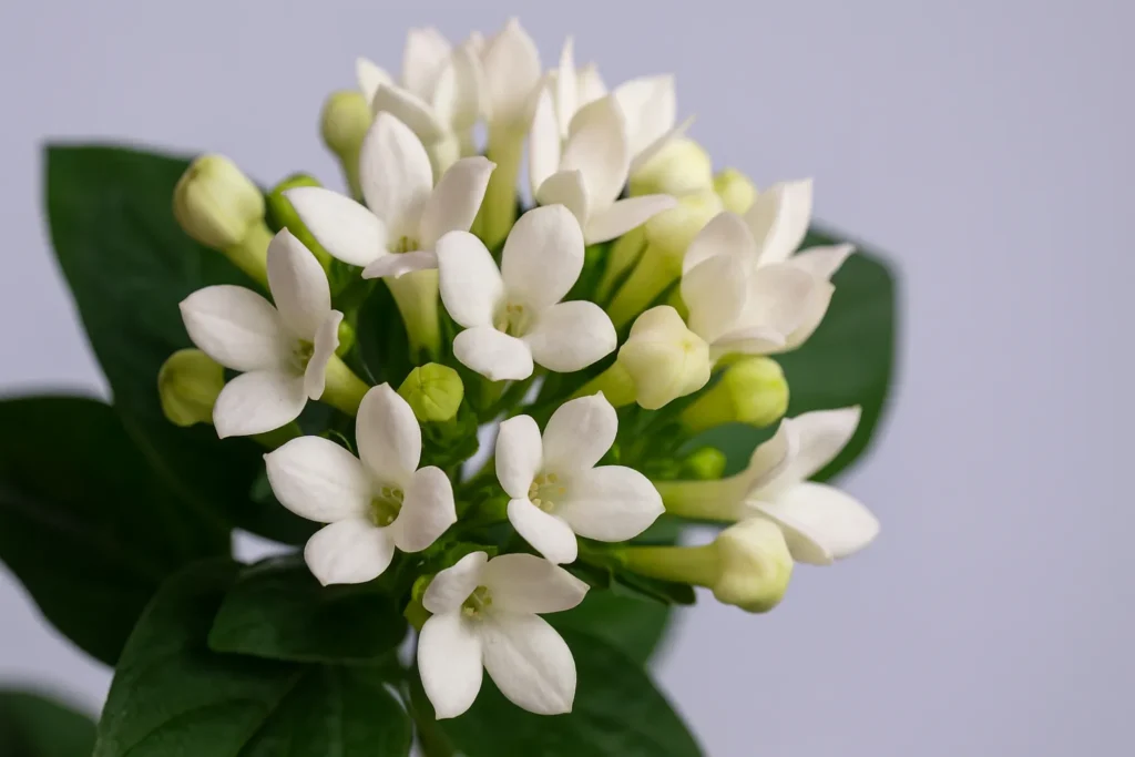 Bouvardia Plant Care