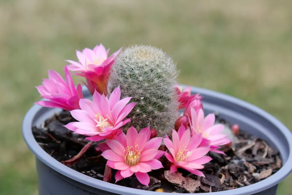 Cactus Plants