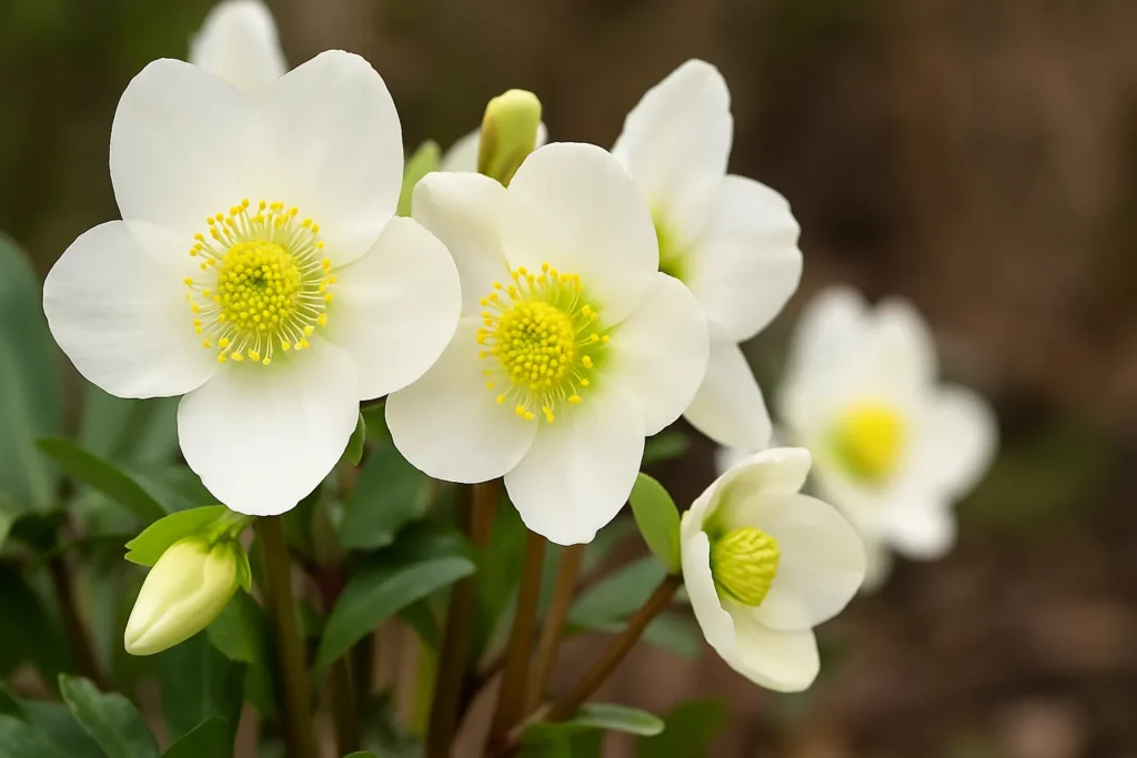 Christmas Rose or Helleborus Niger