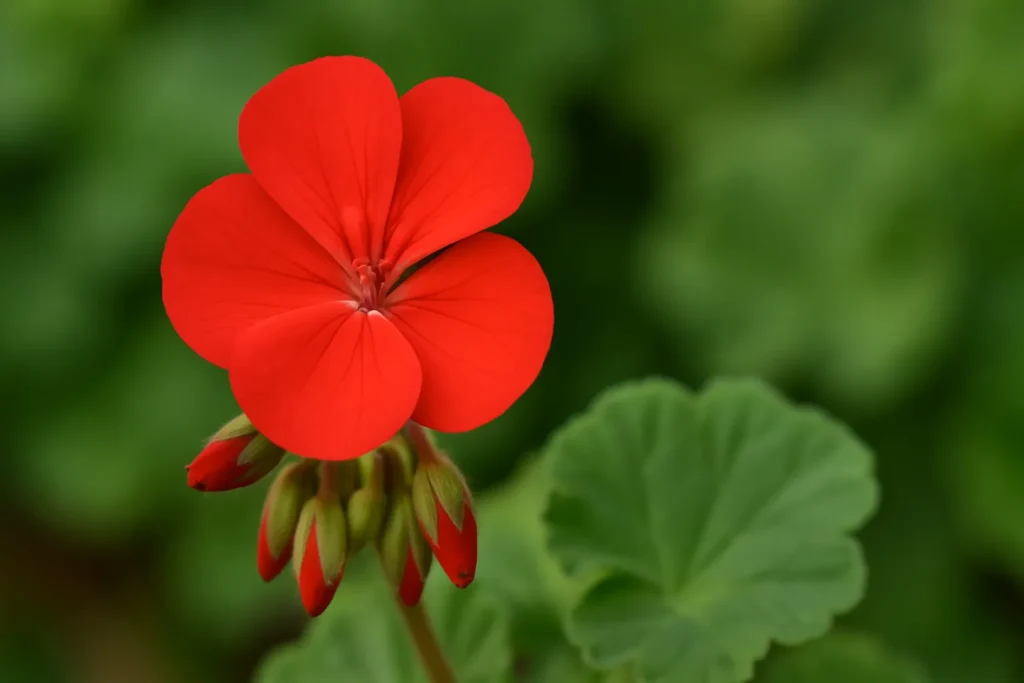 How to Propagate Geranium Flower