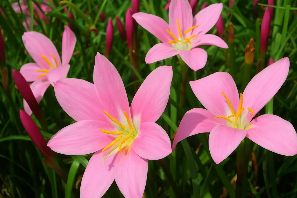 Rain Lily Plant Care