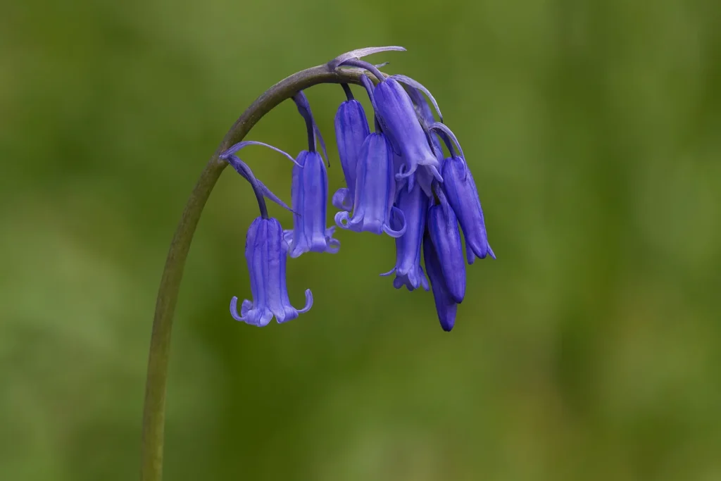 Bluebell Flower Benefits