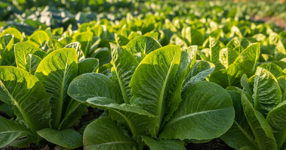How to Grow Lettuce at Home