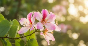 Kachnar Flower