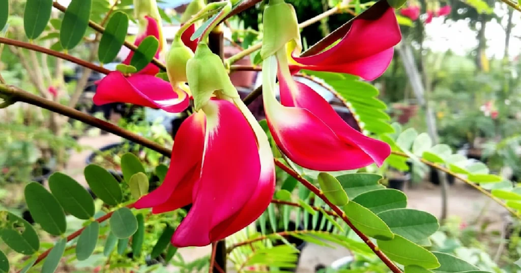 Agastya Flower (Sesbania Grandiflora)