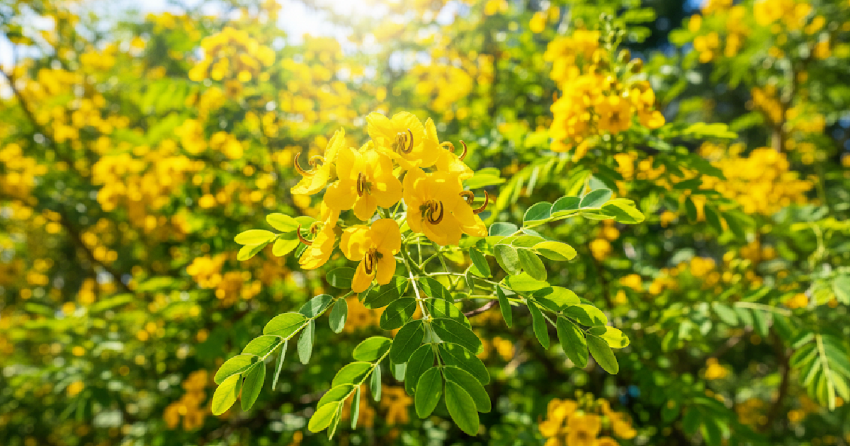 Cassia Biflora Plant