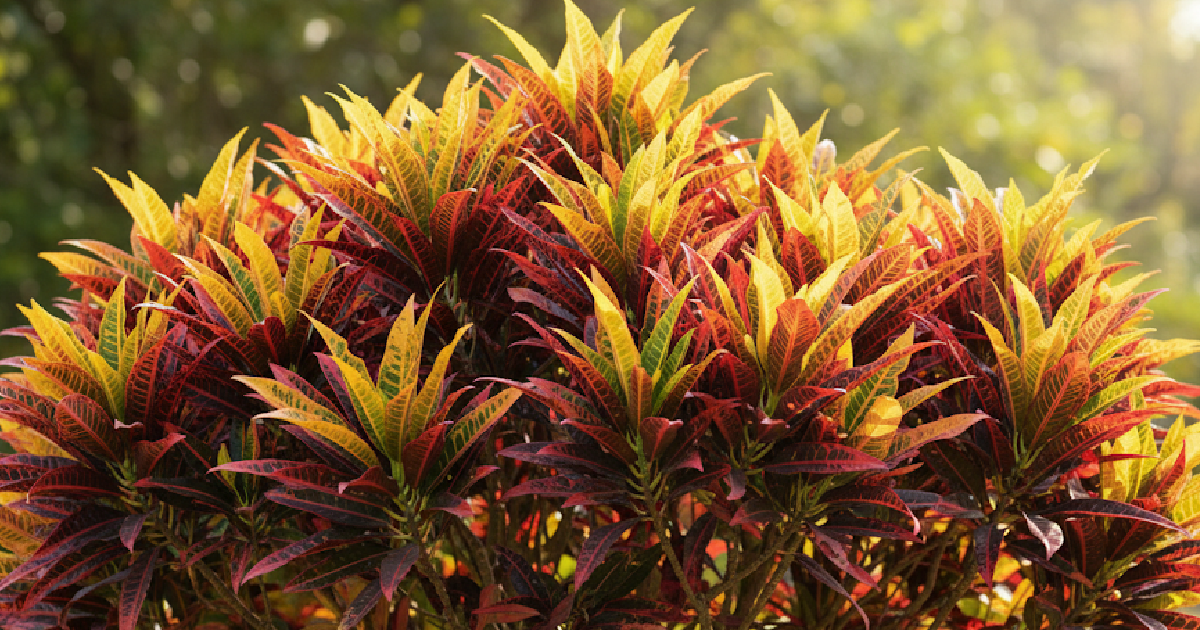 Chinese Croton Plant