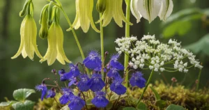 Flowers That Start With U