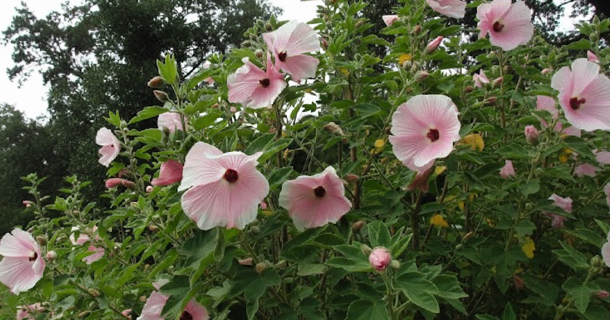 Hibiscus Splendens